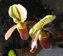 Frauenschuh