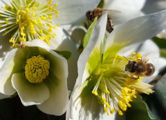 Schneerosen und BIenen am 17.2.19