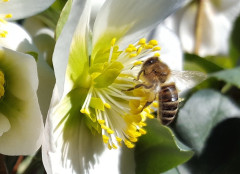 Schneerosen und BIenen am 17.2.19
