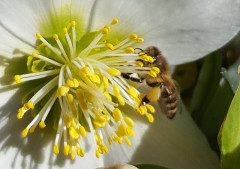 Schneerosen und BIenen am 17.2.19