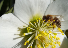 Schneerosen und BIenen am 17.2.19