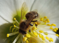 Schneerosen und Bienen