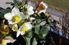 Schneerosen und Bienen