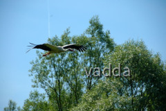 Naturpark Lonjsko Polje