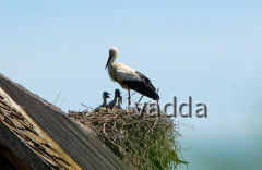 Naturpark Lonjsko Polje