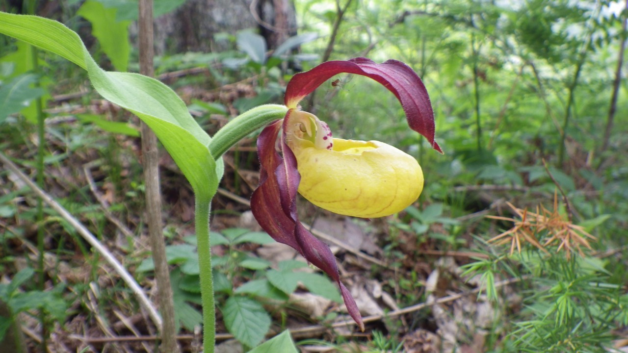 Gelber Frauenschuh