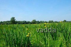 Naturpark Lonjsko Polje