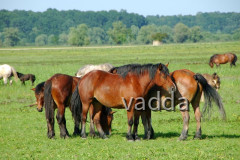 Naturpark Lonjsko Polje