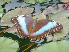 Schmetterlinge