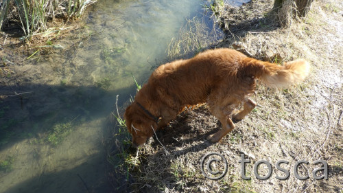 Sammy unterwegs - anbaden ist angesagt