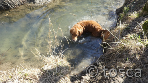 Sammy unterwegs - anbaden ist angesagt