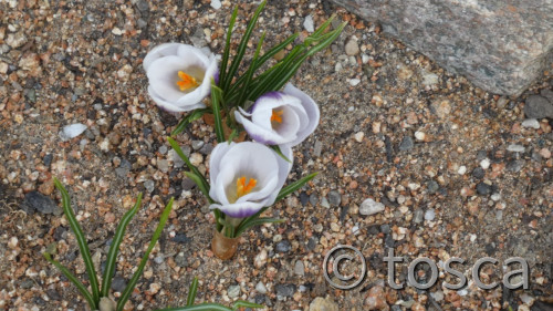 Krokus
