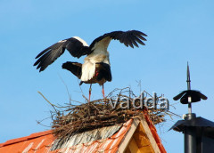 Naturpark Lonjsko Polje