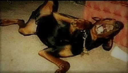 Hund lacht