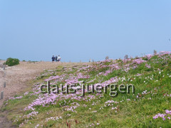 Cap Frehel
