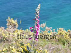 Cap Frehel