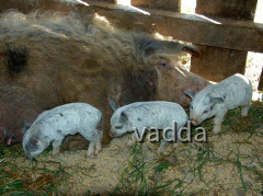 Naturpark Lonjsko Polje