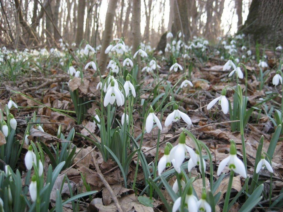 Schneeglöckchen