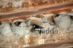 Naturpark Lonjsko Polje