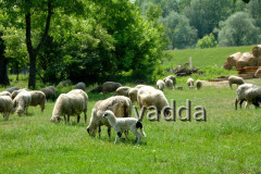 Naturpark Lonjsko Polje