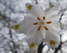Märzenbecher