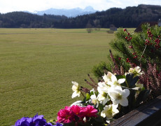 In die Blüten geschaut