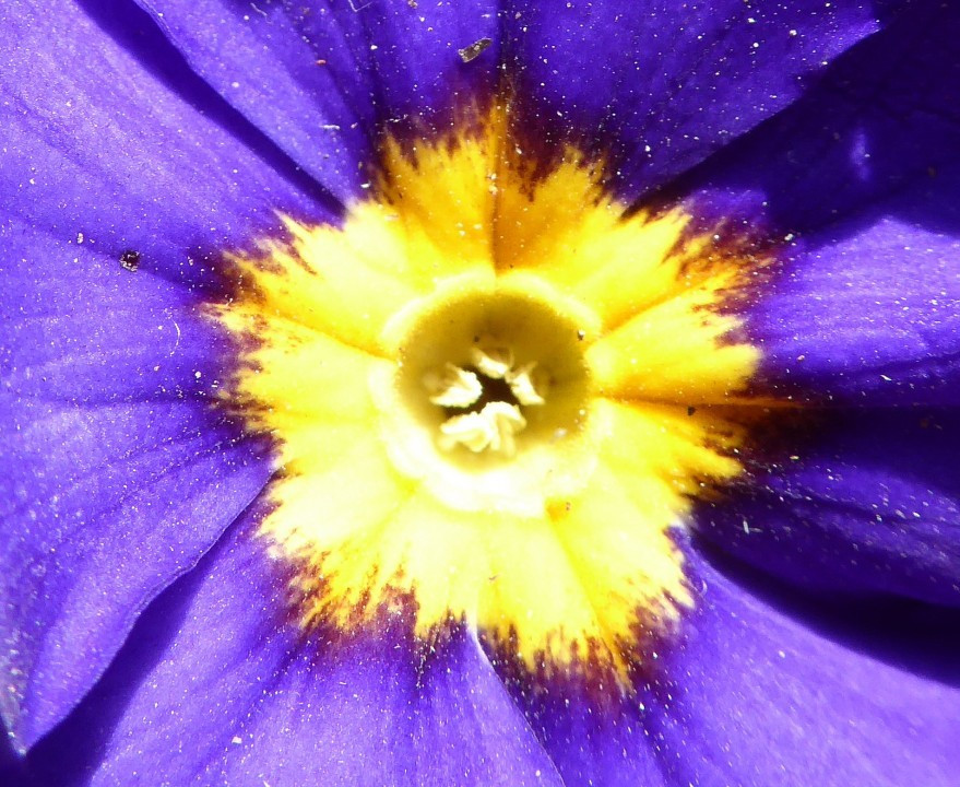 In die Blüten geschaut