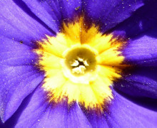 In die Blüten geschaut