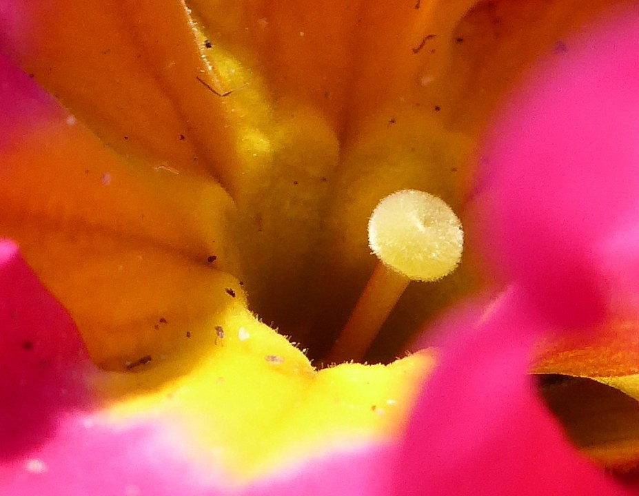 In die Blüten geschaut