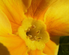 In die Blüten geschaut