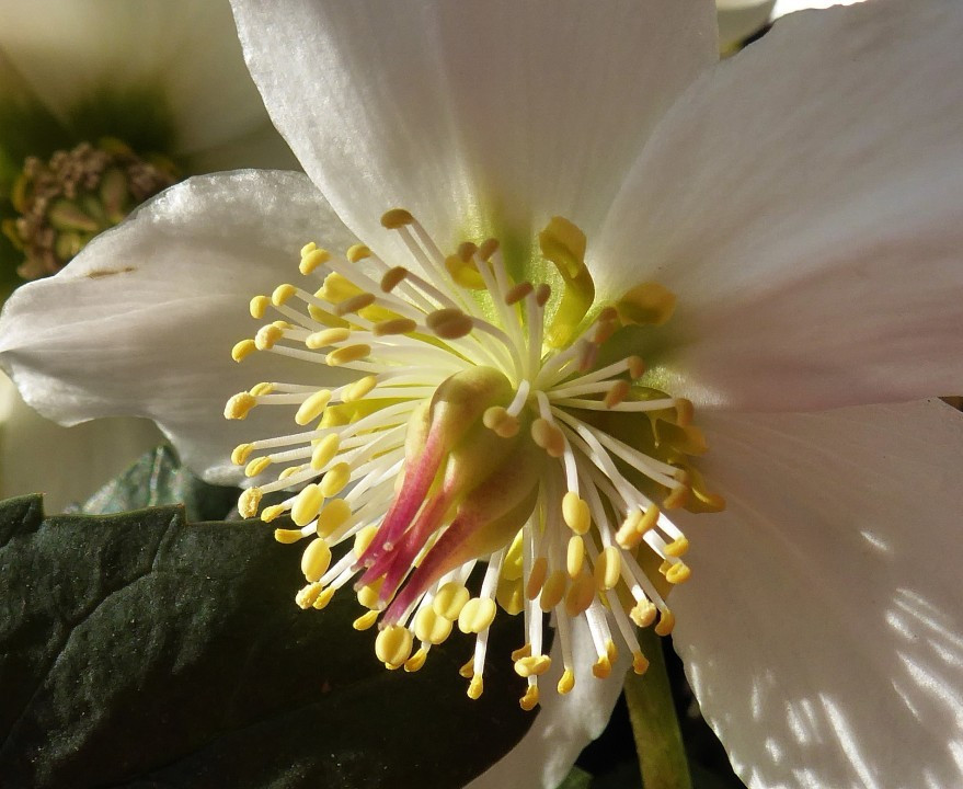 In die Blüten geschaut
