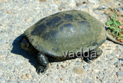 Naturpark Lonjsko Polje
