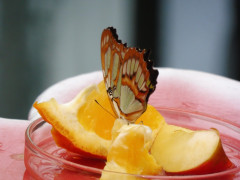 Schmetterlinge