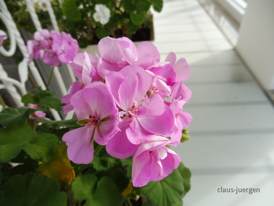 Grünzeug im Haus und Wintergarten
