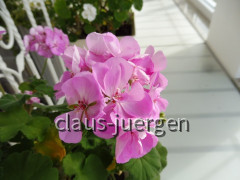 Grünzeug im Haus und Wintergarten