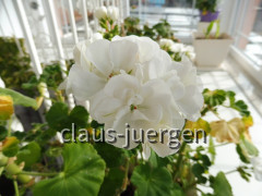 Grünzeug im Haus und Wintergarten