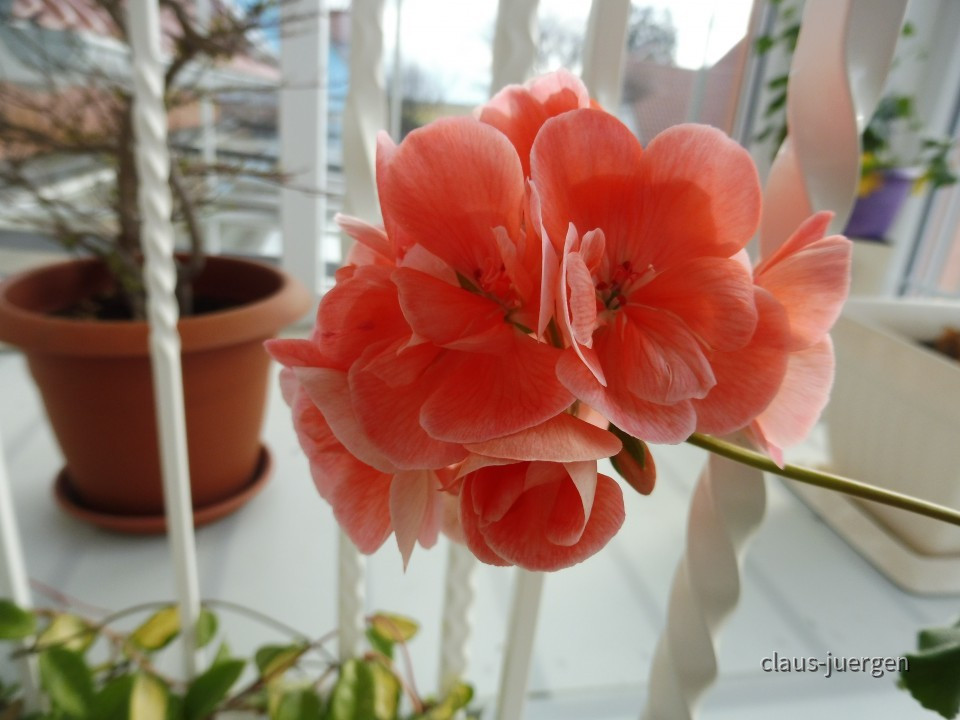 Grünzeug im Haus und Wintergarten