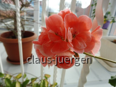 Grünzeug im Haus und Wintergarten