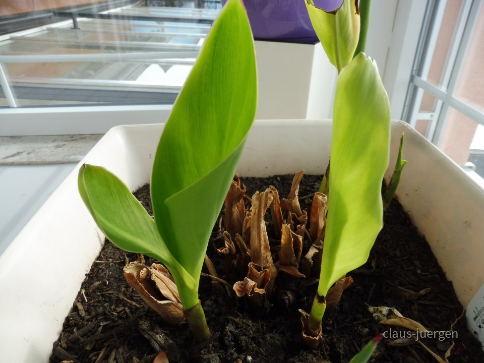 Grünzeug im Haus und Wintergarten