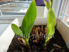 Grünzeug im Haus und Wintergarten