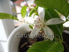 Grünzeug im Haus und Wintergarten