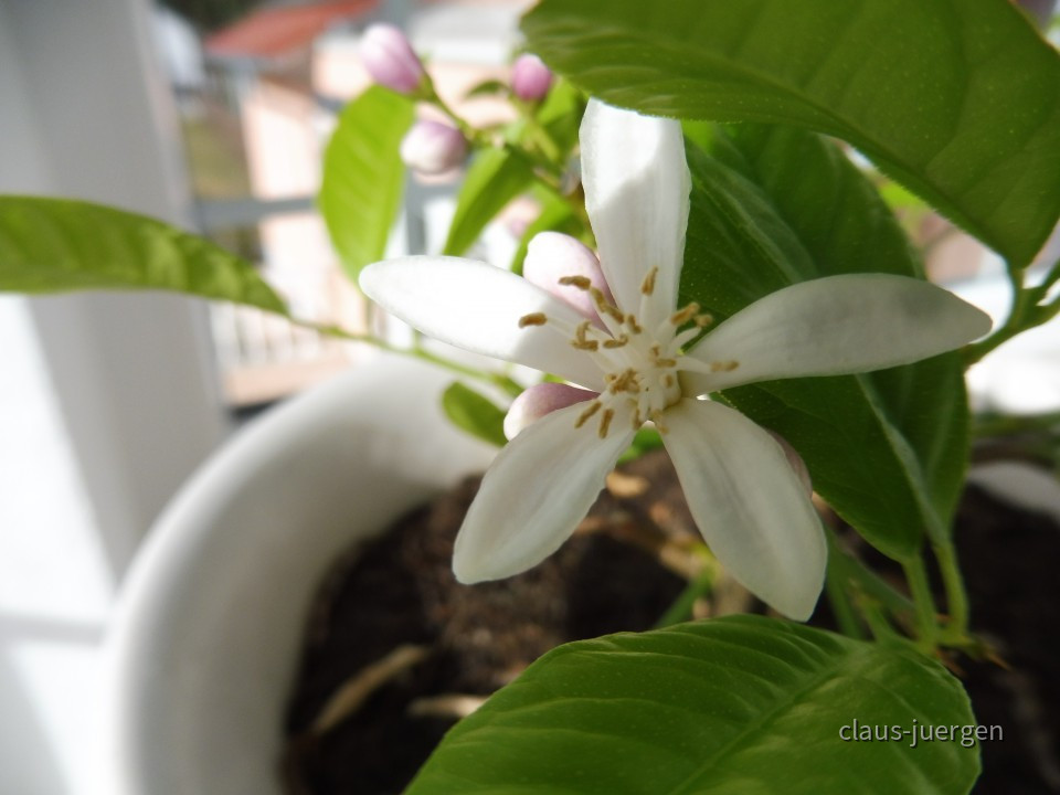 Grünzeug im Haus und Wintergarten