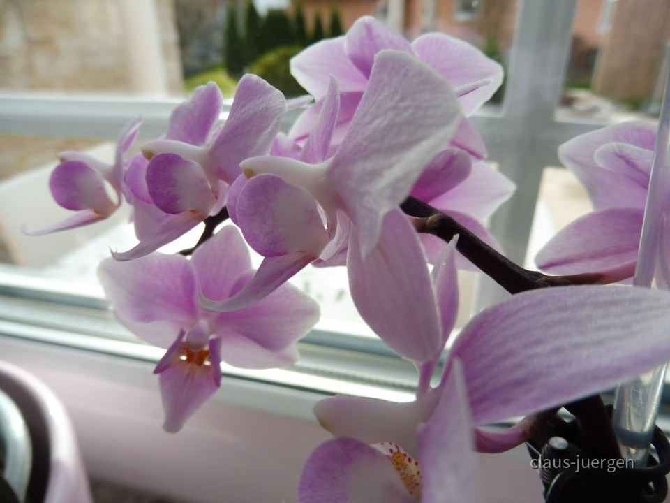 Grünzeug im Haus und Wintergarten