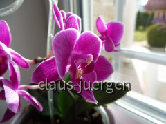 Grünzeug im Haus und Wintergarten