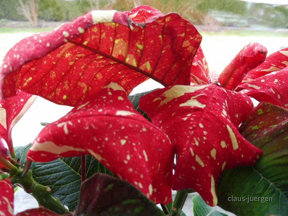Grünzeug im Haus und Wintergarten