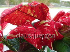 Grünzeug im Haus und Wintergarten