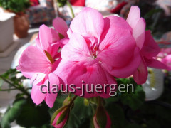 Grünzeug im Haus und Wintergarten
