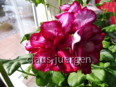 Grünzeug im Haus und Wintergarten