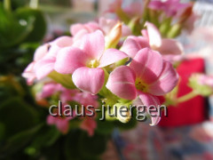 Grünzeug im Haus und Wintergarten