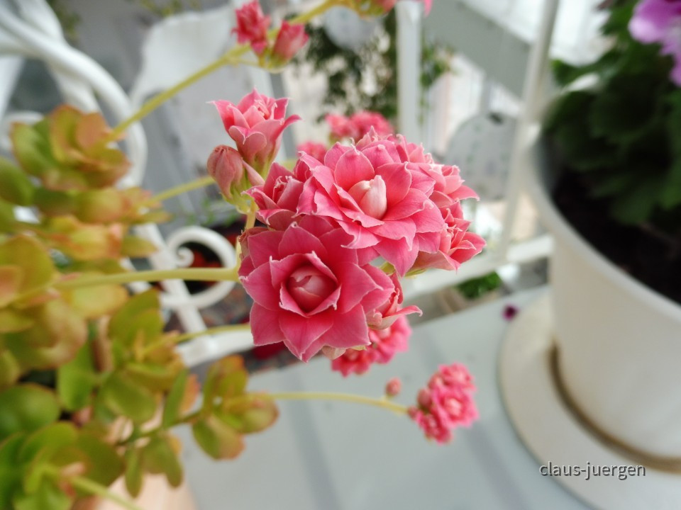 Grünzeug im Haus und Wintergarten